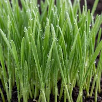 Young Green Barley Extract