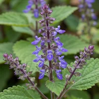 Coleus Forskohlii (Forskolin)