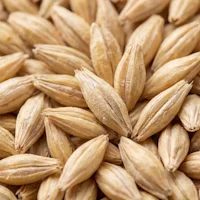 Beta-Glucans